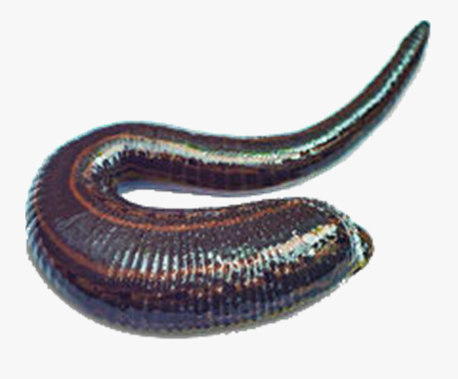 Giant Snake 5e - Medicine Leech, Transparent Clipart
