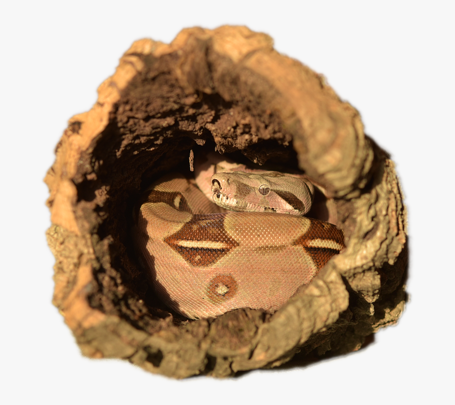 Emperor Snake, Boa, Snake, Boa Imperator, Lurking - Boa Constrictor, Transparent Clipart