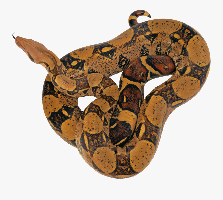 Snake Clipart Boa Constrictor - Reticulated Python Png, Transparent Clipart