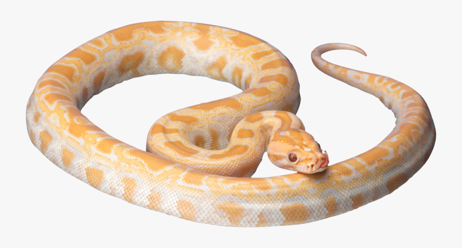 White Snake Png - Corn Snake Transparent Background, Transparent Clipart