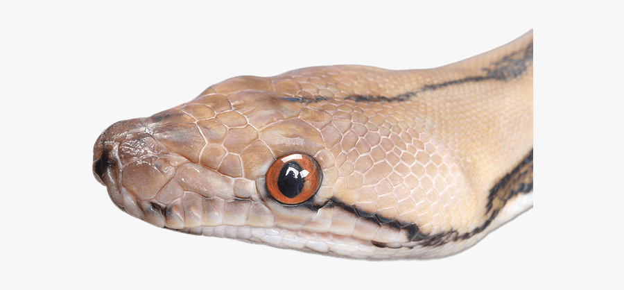 Snake Head Close Up - Snake's Head Png, Transparent Clipart
