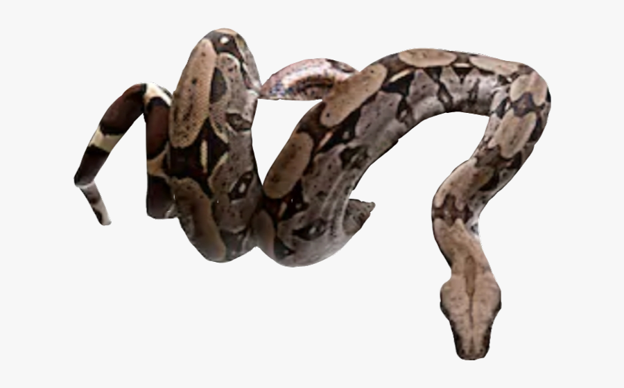 Snake Freetoedit - Snake Coiled, Transparent Clipart