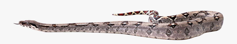 Boa Constrictor Art Transparent, Transparent Clipart