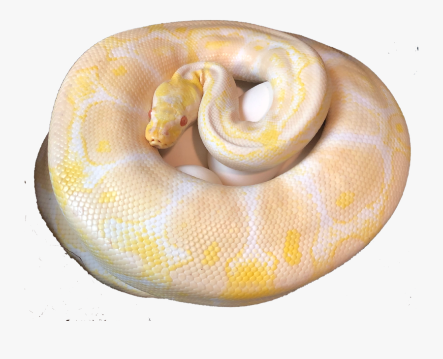 Unnamed - Serpent, Transparent Clipart