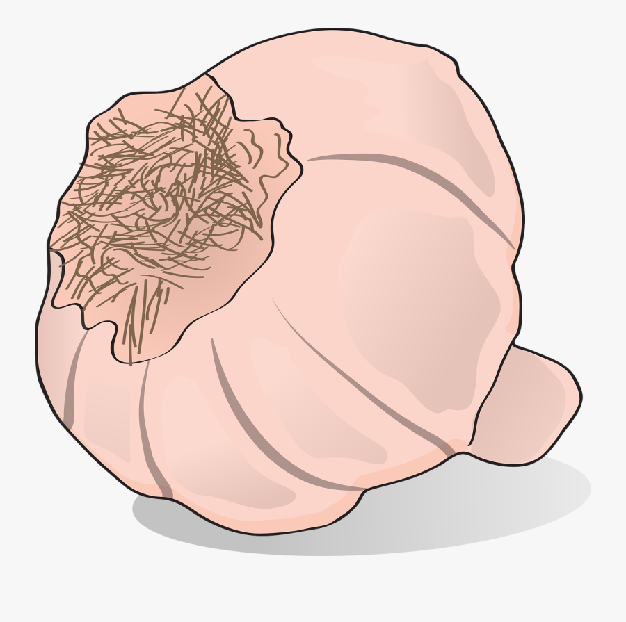 Garlic Vegetables Organic Free Picture - Bawang Koki Animasi Png, Transparent Clipart