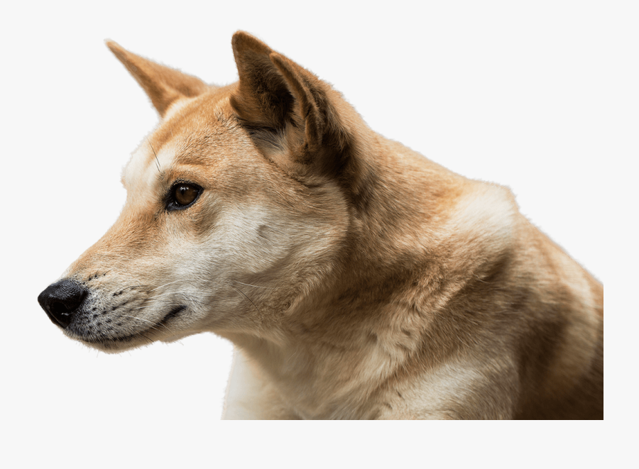 Dingo Face Png Image - Transparent Dingo Png, Transparent Clipart