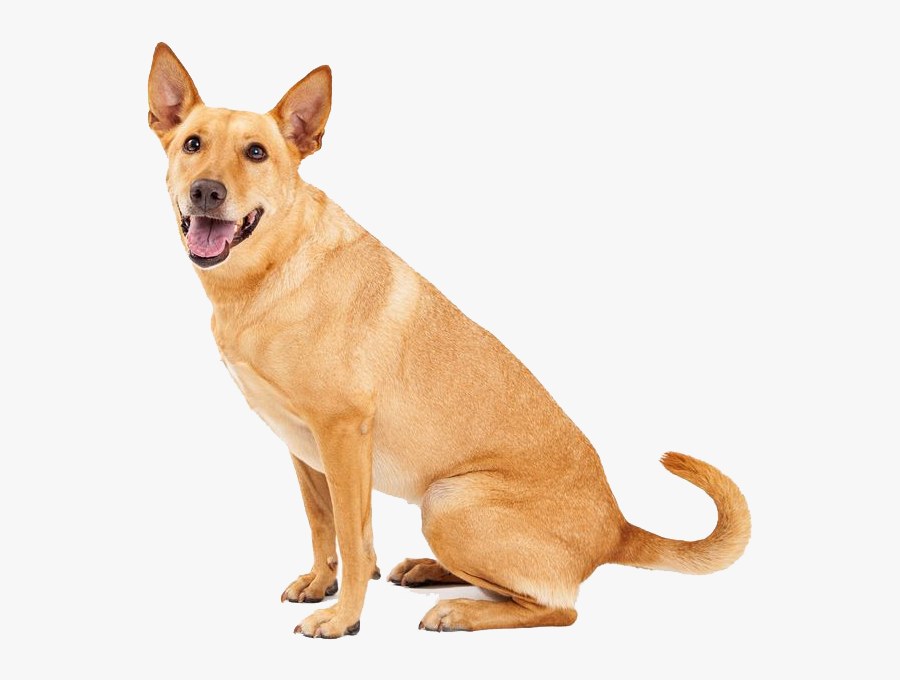 Dingo Sitting Png Image - Egyptian Dog Breed, Transparent Clipart