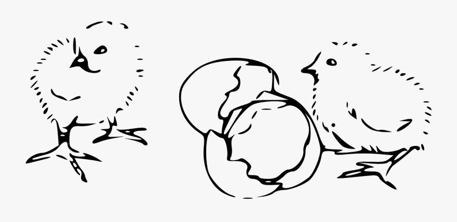 Hatching Chicks Animal Free Picture - Chick Clip Art, Transparent Clipart