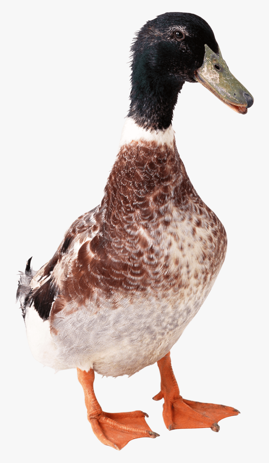 Duck Png Image - Duck Front Png, Transparent Clipart