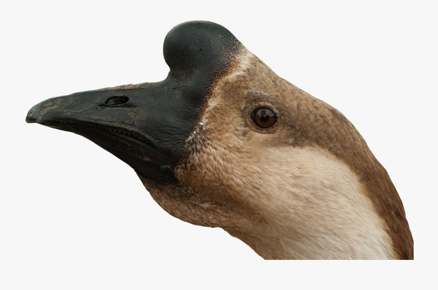 Goose Poultry Head Free Picture - Cabeza De Ganso Png, Transparent Clipart