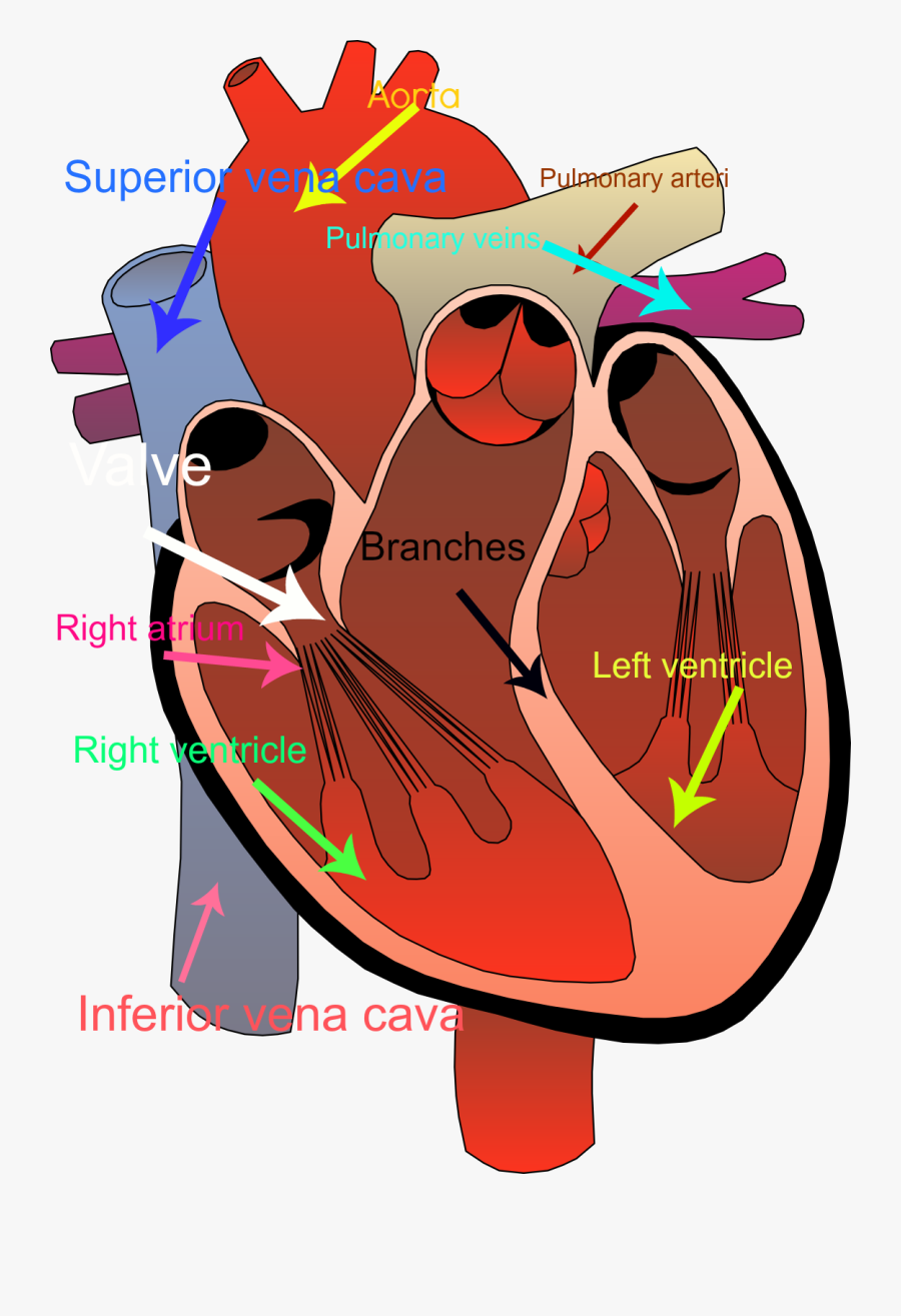 Cardio Cliparts - Transparent Background Human Heart Clipart, Transparent Clipart