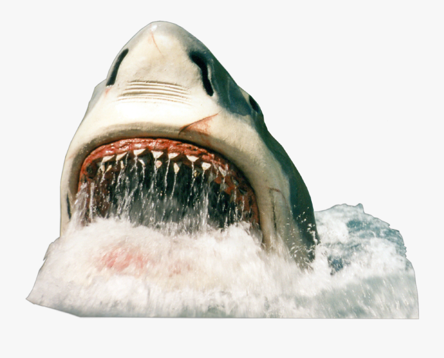 #shark #sharkattack #tubarao#freetoedit - Shark, Transparent Clipart