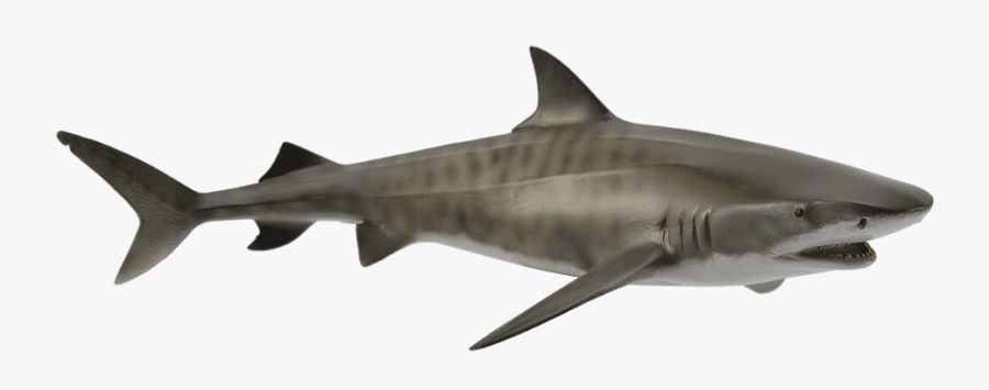 Tiger Shark Hammerhead Shark Great White Shark Shark - Great White Shark Fondant, Transparent Clipart