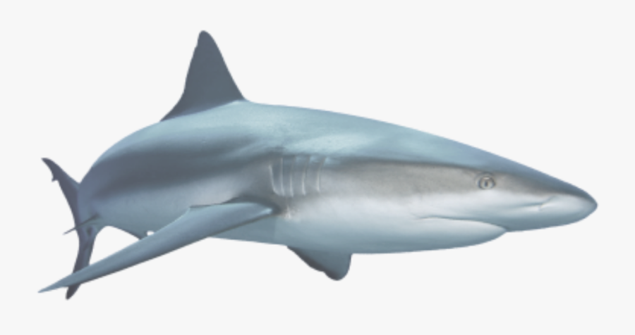 Ftestickers Shark Freetoedit - Sharks Png, Transparent Clipart