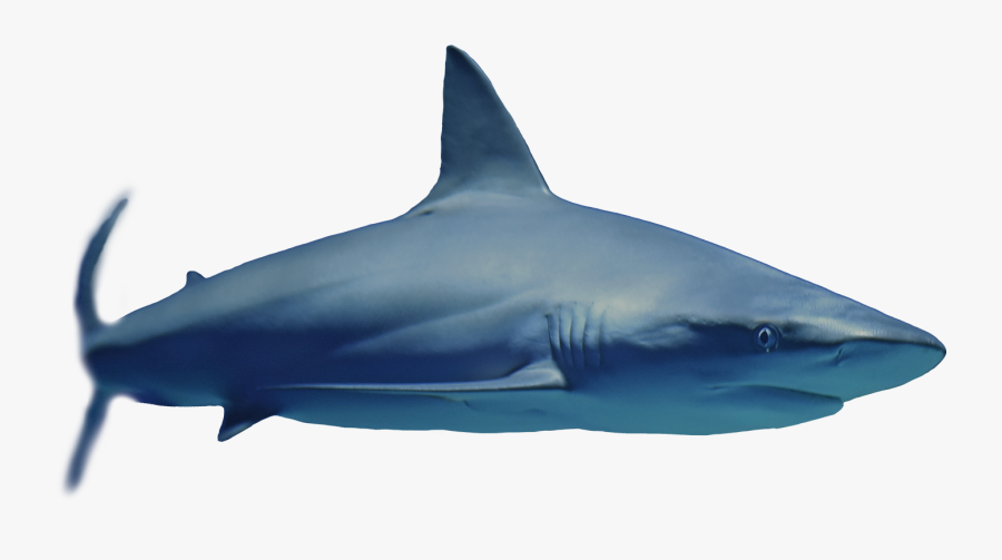 Great White Shark, Transparent Clipart