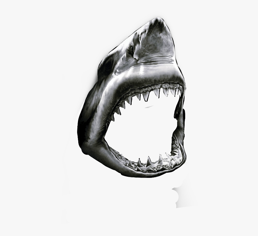 Requin - Phone Great White Shark Wallpaper Hd, Transparent Clipart