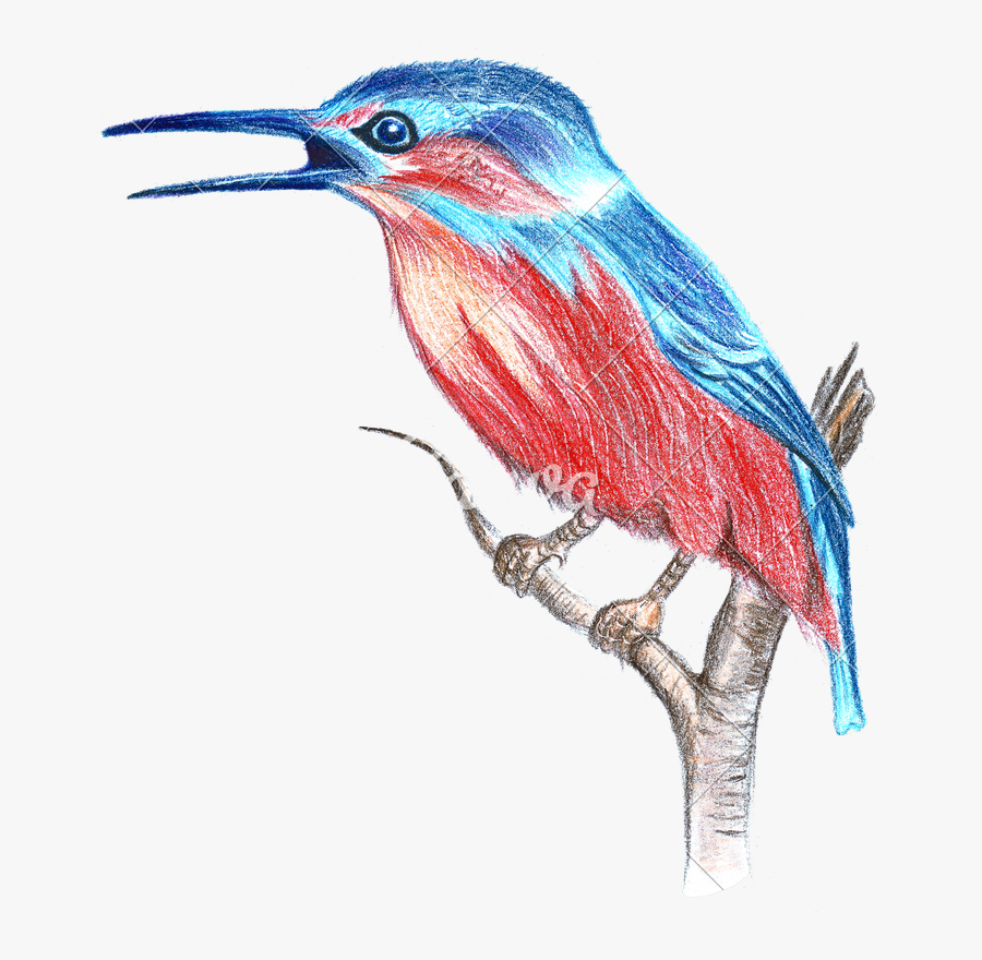 Illustration Of Drawing Colored Pencils Small Bird - Bird Drawing With Colour Pencil, Transparent Clipart