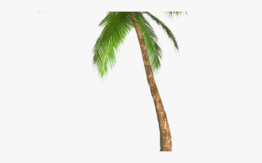 Transparent Background Palm Tree Png, Transparent Clipart