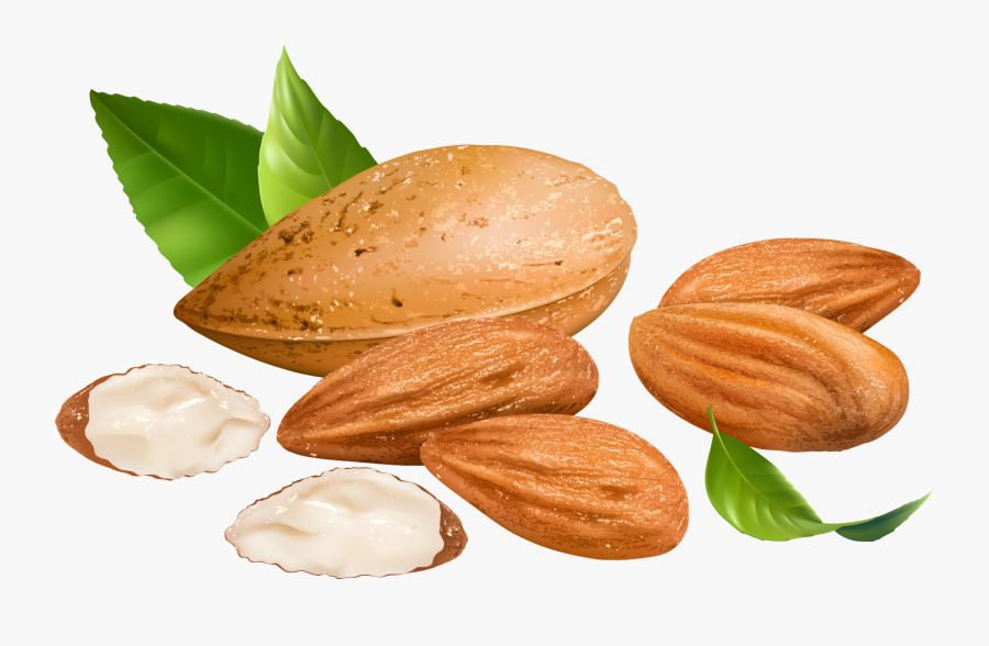 Almond Png Transparent Free - Nuts Clipart Png, Transparent Clipart