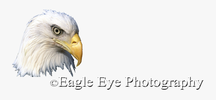 Bald Eagle, Transparent Clipart
