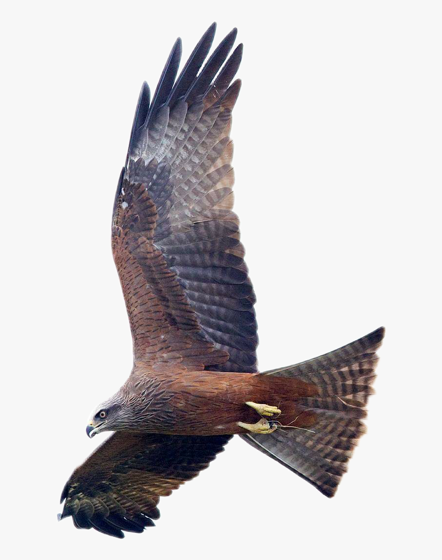 #eagle #flying #bird #shaheen #eagleeye - Shaheen Bird, Transparent Clipart