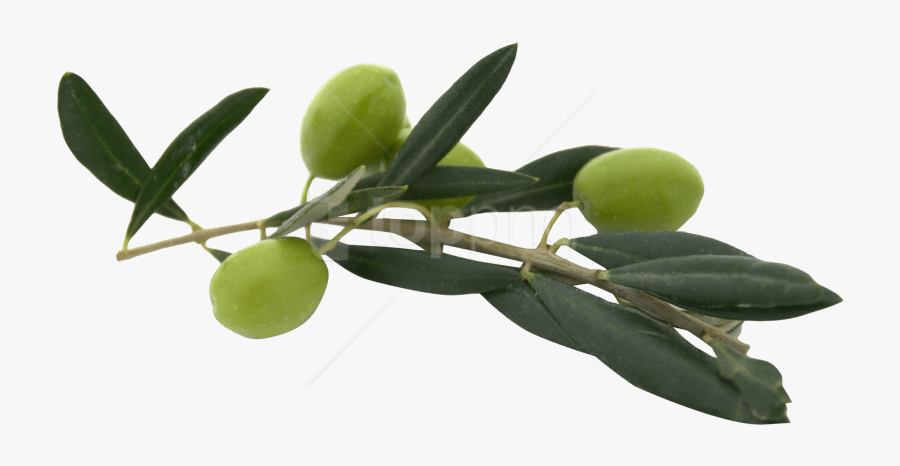 Flower - Olive Png, Transparent Clipart