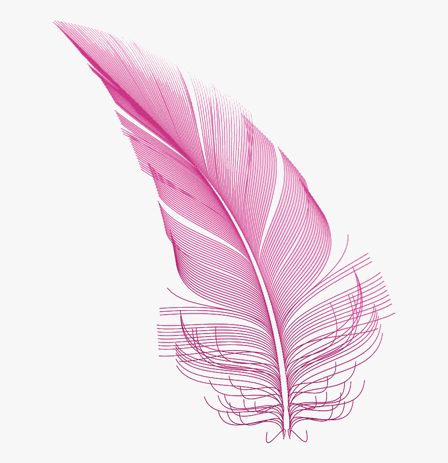Transparent Pink Feather Png , Free Transparent Clipart - ClipartKey