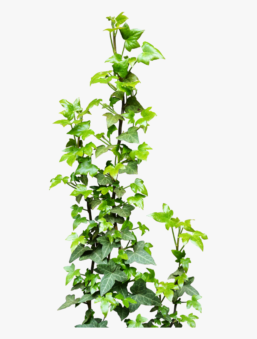 Ivy Vine Png Transparent - Ivy Png, Transparent Clipart