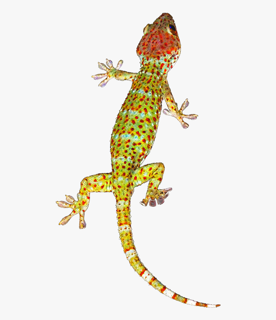 Geckos Background Png - Transparent Background Gecko Png, Transparent Clipart
