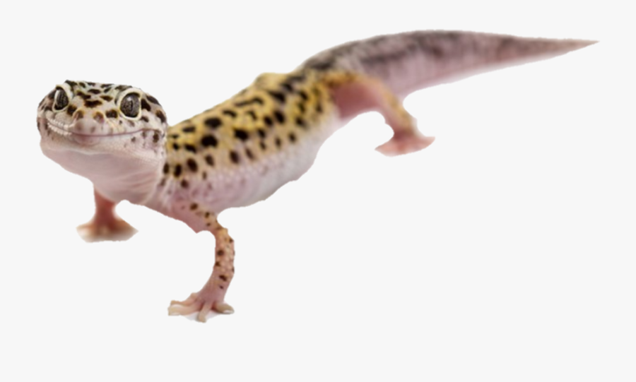 #black And #yellow #gecko - Gecko Lizard Front View, Transparent Clipart