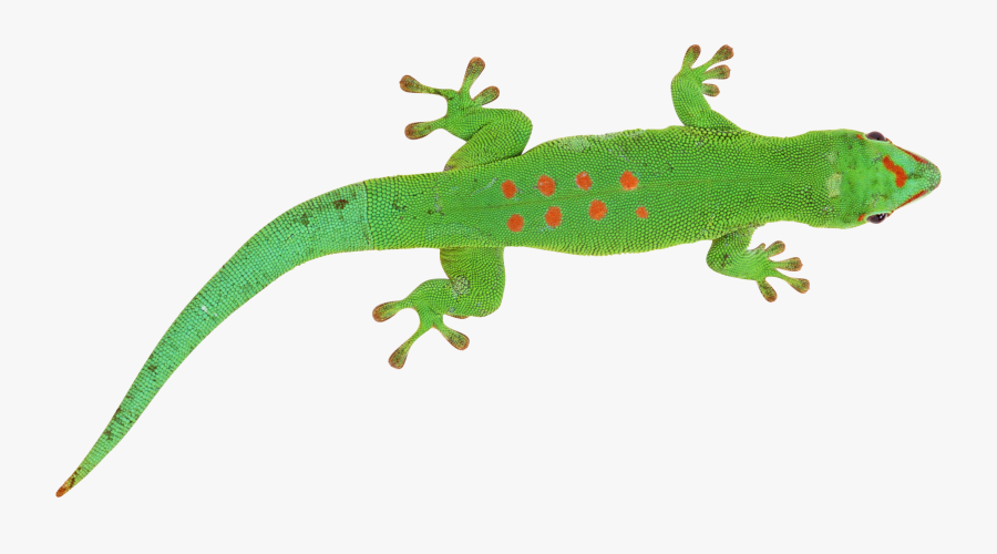 Lizard Png - Green Lizard Transparent Background, Transparent Clipart