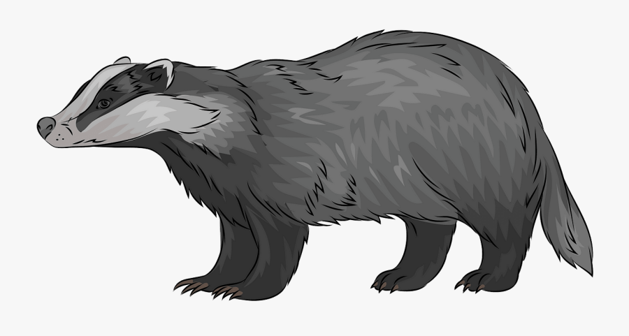Badger, Transparent Clipart