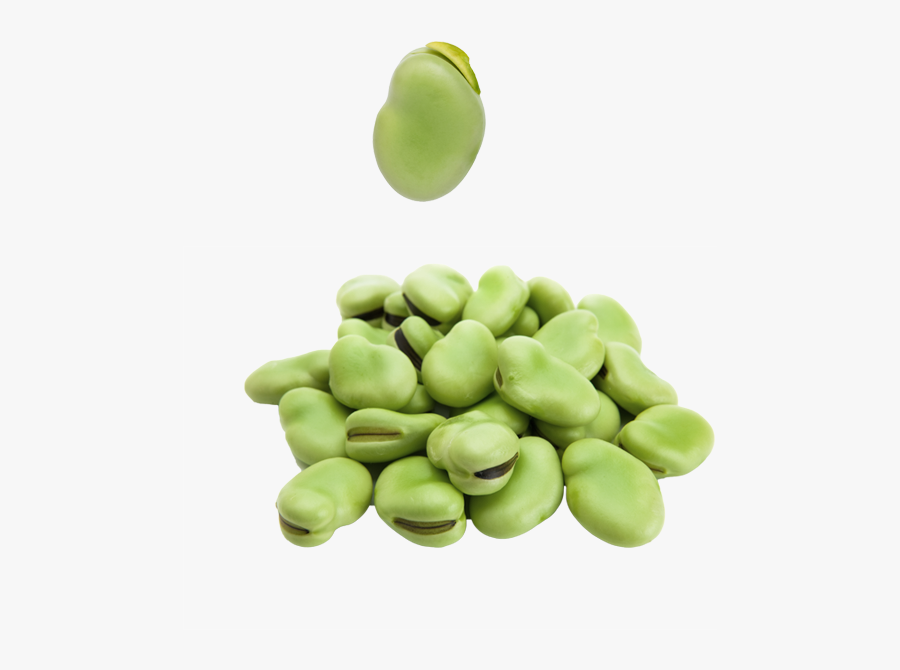 Peas Clipart Broad Bean - Broad Beans Png, Transparent Clipart