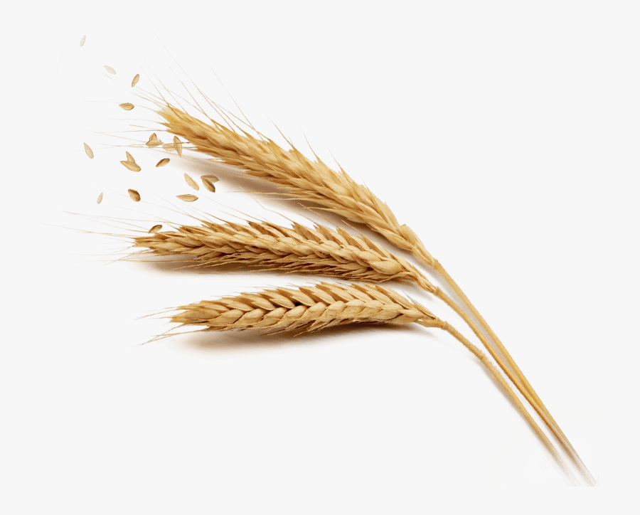 Ryvita - Ryvita® - Wheat Grains Png Transparent, Transparent Clipart