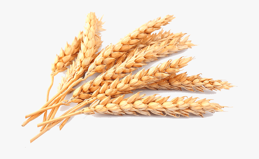 Whole Germ,food Family,einkorn Repens,rye,cereal - Transparent Background Wheat Png, Transparent Clipart