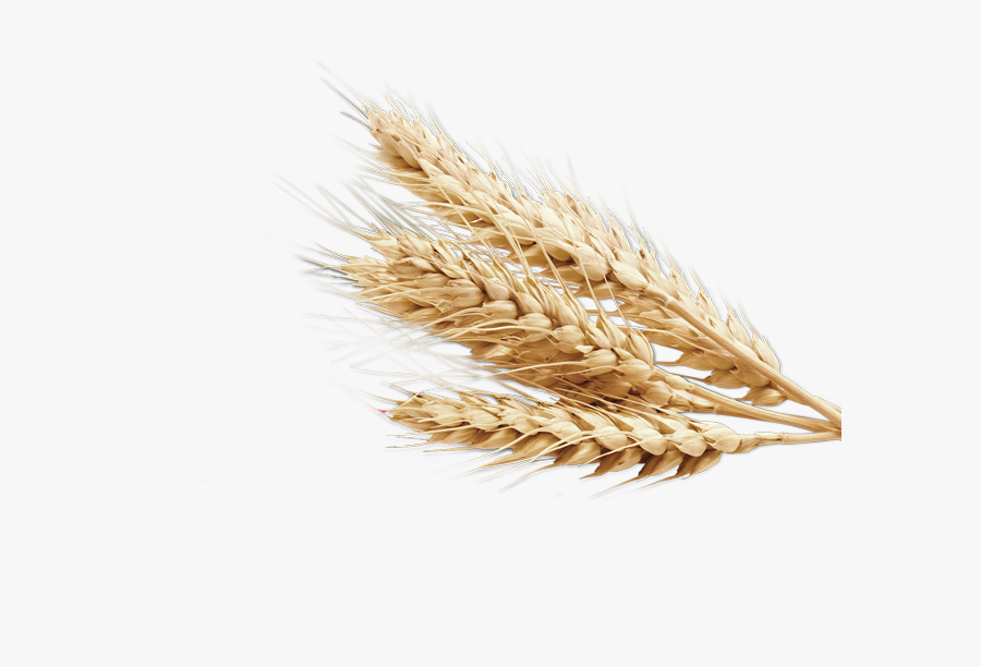 Wheat Png, Transparent Clipart