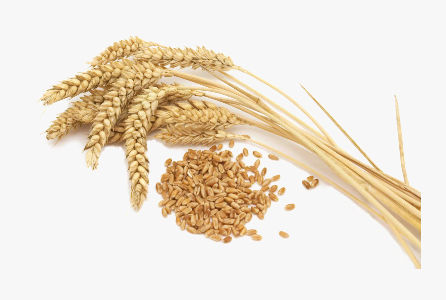 Wheat Png File - Wheat Png, Transparent Clipart
