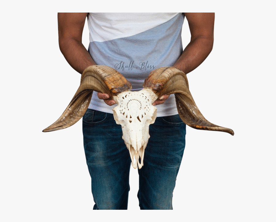 Carved Ram Skull Bull - Bull, Transparent Clipart
