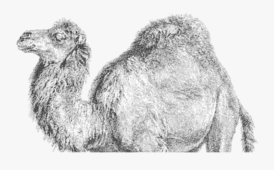 Drawn Camels Transparent - Perl Programming Logo Png, Transparent Clipart