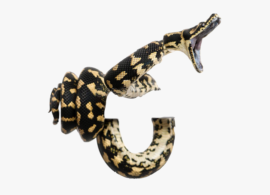 Snakes Coiled Striking Boaconstri - Morelia Spilota, Transparent Clipart