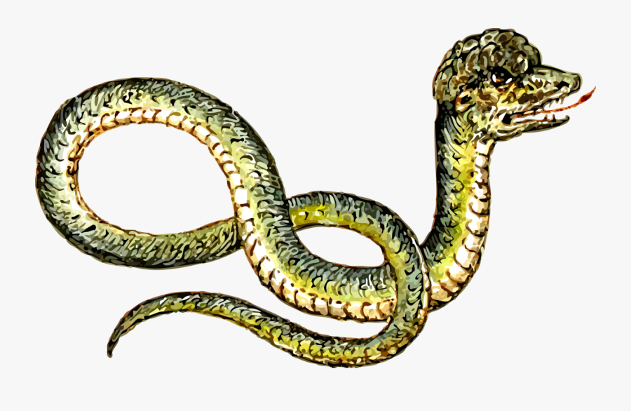 Reptile,boa Constrictor,serpent - Clipart & Peculiar, Transparent Clipart