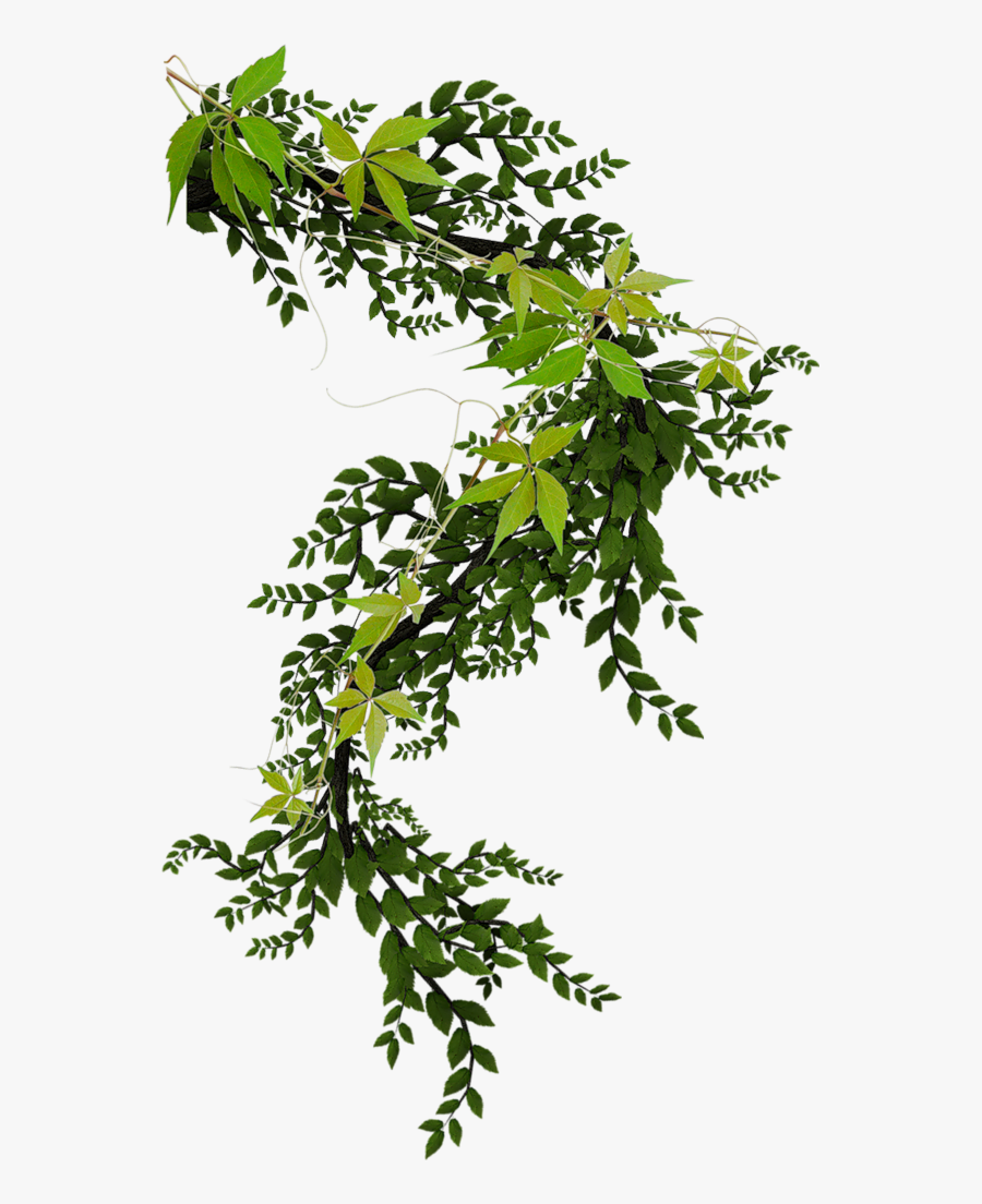 Ivy Clipart Watercolor - Climbing Plant Png, Transparent Clipart