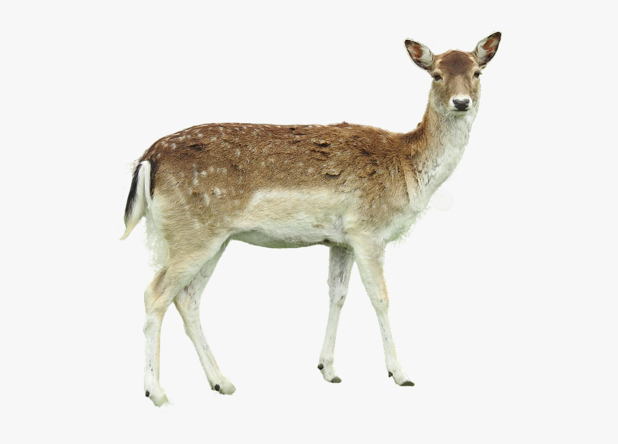 Roe Deer Isolated Fawn Young Forest Legs Hunter - White Tailed Deer Png, Transparent Clipart