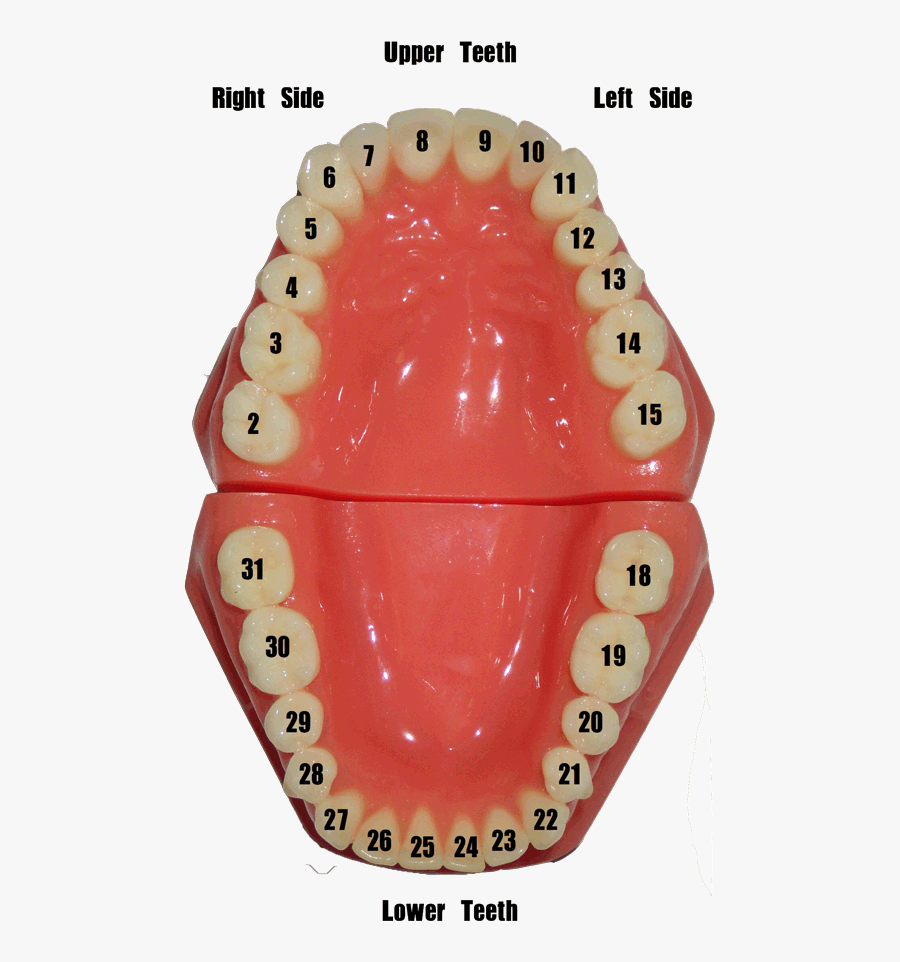 Dentistry Number Gums Dental Mirror Transprent Png - Dentistry, Transparent Clipart