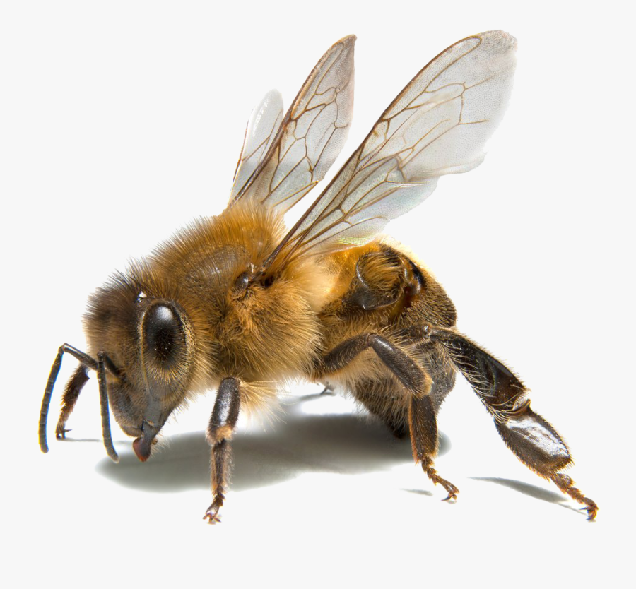 Learn About Bees - Carpenter Bee Png, Transparent Clipart