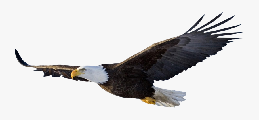 Flying Eagle Image Png, Transparent Clipart