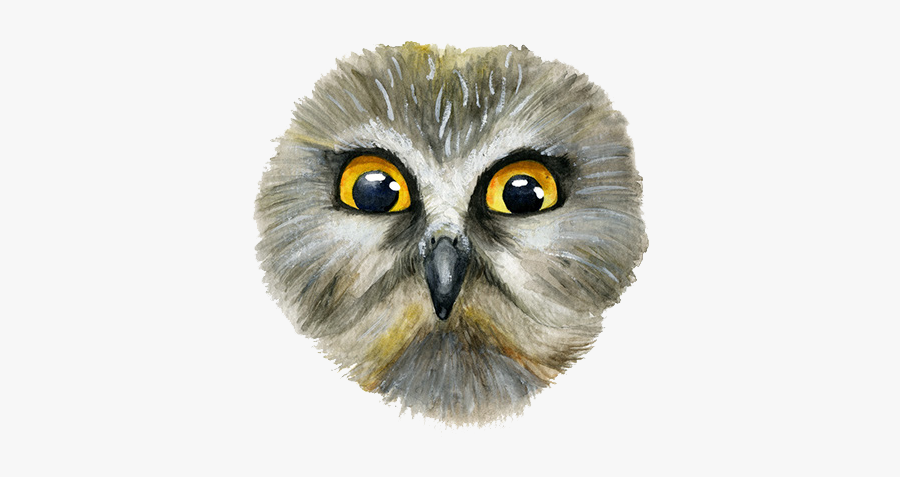 Snowy Owl Eurasian Eagle-owl Eurasian Scops Owl - Owl Face Png, Transparent Clipart