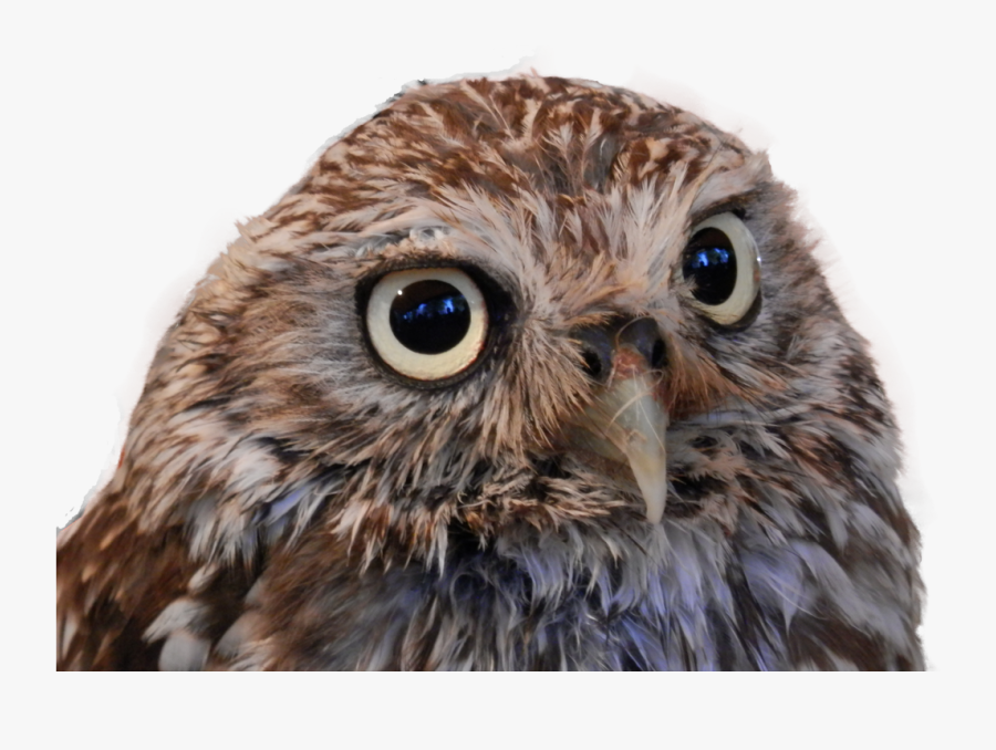 Little Owl Png, Transparent Clipart