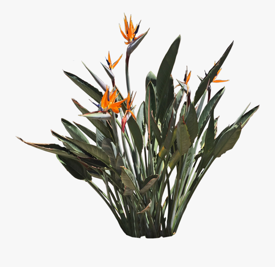 Tropical Bird Of Paradise - Birds Of Paradise Png, Transparent Clipart