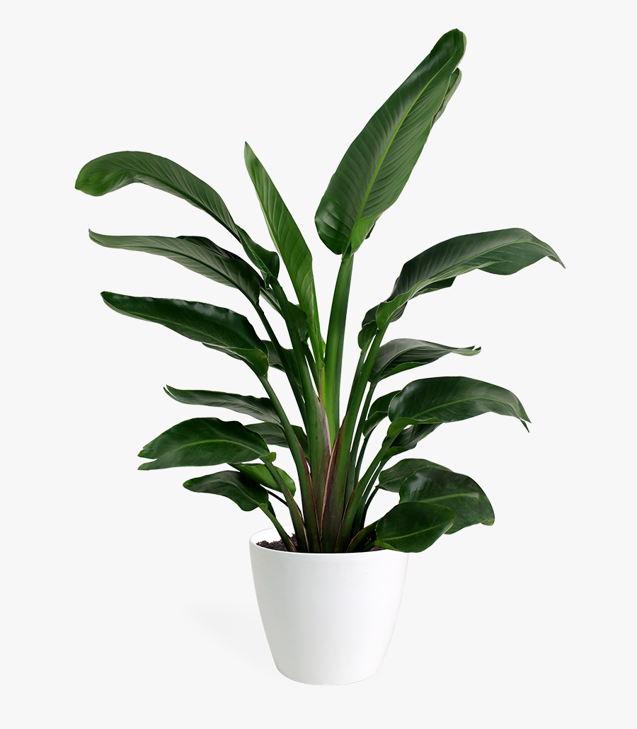 Indoor Transparent Plants Png, Transparent Clipart